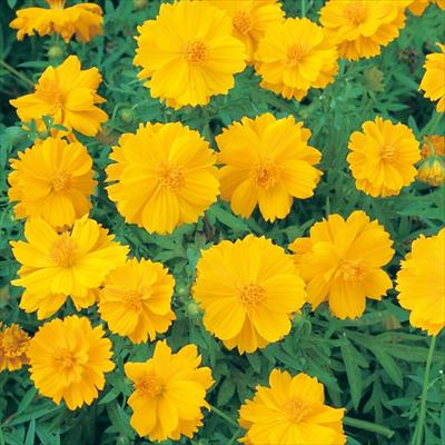 黄花コスモス サンライズ