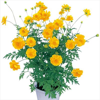 黄花コスモス ロード イエロー