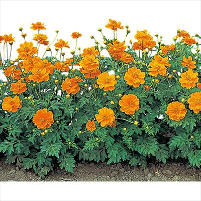 黄花コスモス ロード オレンジ