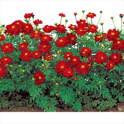 黄花コスモス ロード スカーレット