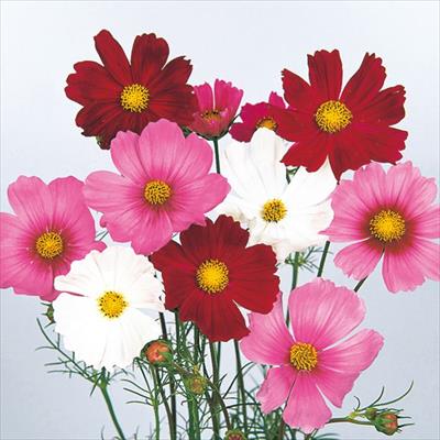 コスモス センセーション ミックス