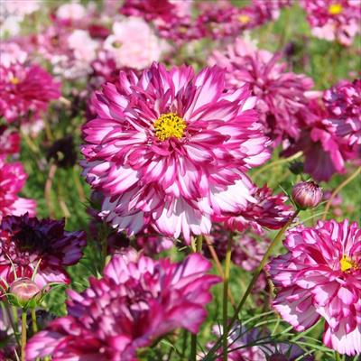 コスモス ダブルクリック バイオレットバイカラー