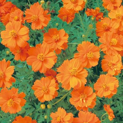 黄花コスモス マンダリン