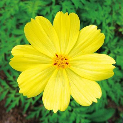 黄花コスモス レモンブライト