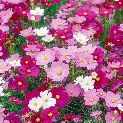 コスモス 秋大輪コスモス オータムビューティーミックス