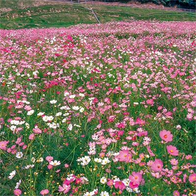 コスモス センセーション ミックス