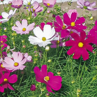 コスモス ドワーフセンセーション ミックス