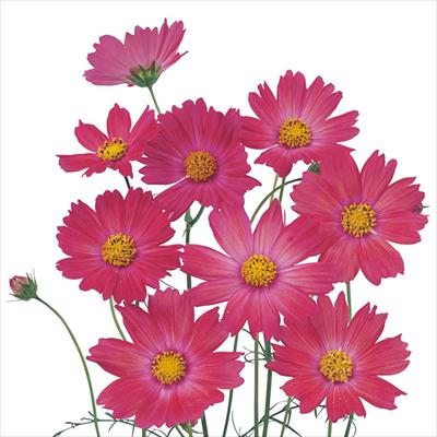 コスモス キャンパス クリムソン