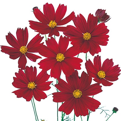 コスモス キャンパス ディープレッド