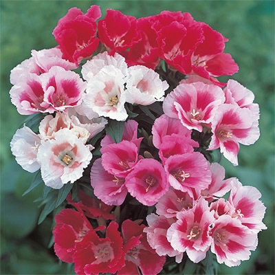 ゴデチヤ ジューン ミックス