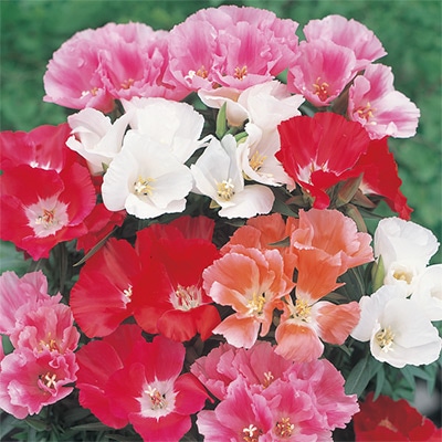 ゴデチヤ 切り花用 混合