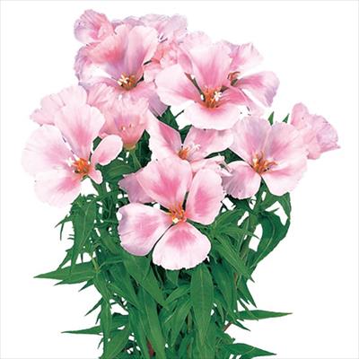 ゴデチヤ ジューン ピンク