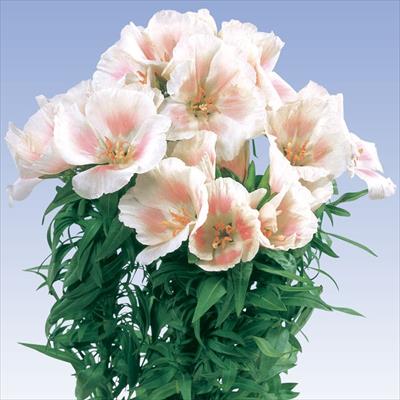 ゴデチヤ ジューン ライトサーモン