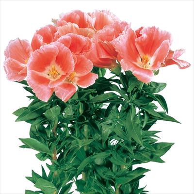 ゴデチヤ ジューン サーモン