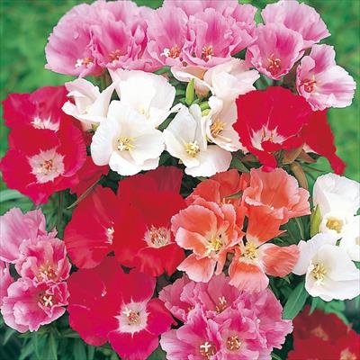 ゴデチヤ ジューン ミックス