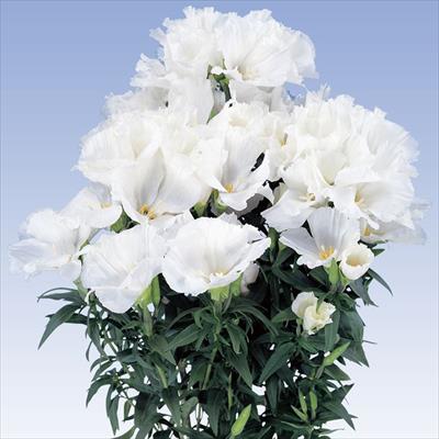 ゴデチヤ ジューン ホワイト