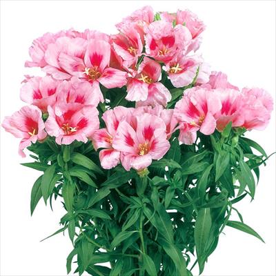 ゴデチヤ ジューン ラベンダーアイ