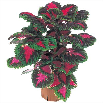 コリウス ゴリラ(R) レッド