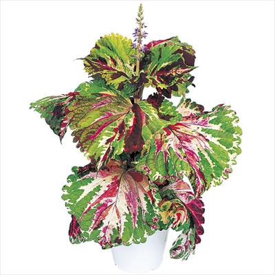 コリウス ゴリラ(R) モザイク