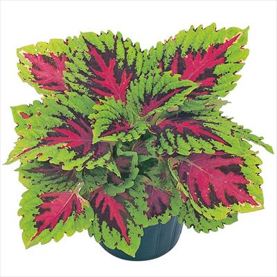 コリウス ゴリラ(R)Jr. ウォーターメロン