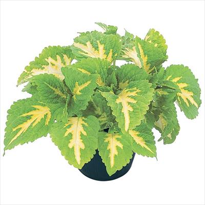 コリウス ゴリラ(R)Jr. グリーンハロー