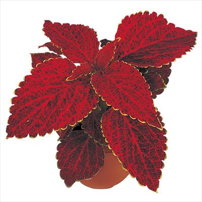 コリウス ハイウェイ レッドベルベット