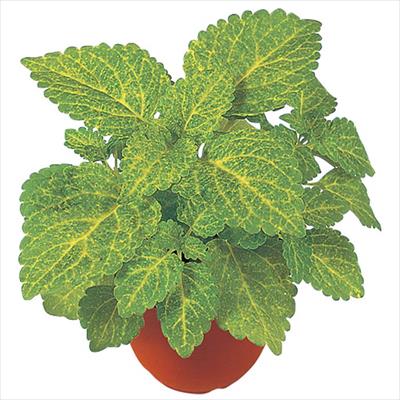 コリウス ハイウェイ イエロー