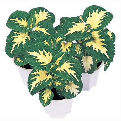 コリウス ハイウェイ ホワイト