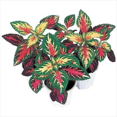 コリウス ハイウェイ マジック