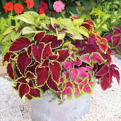 コリウス ハイウェイ 特選混合