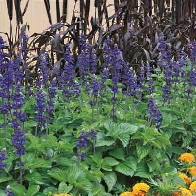 サルビア ビッグブルー