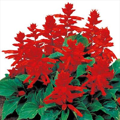 サルビア レッドアラート