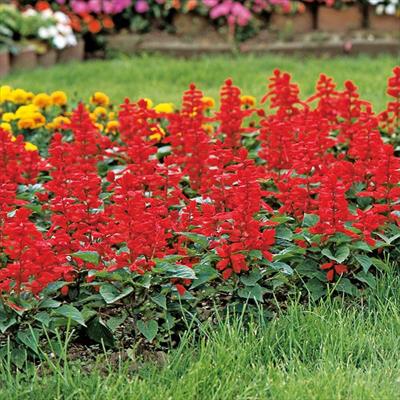 サルビア リトルタンゴ