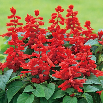 サルビア ビスタレッド