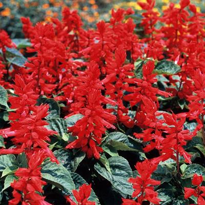 サルビア ボンファイアー