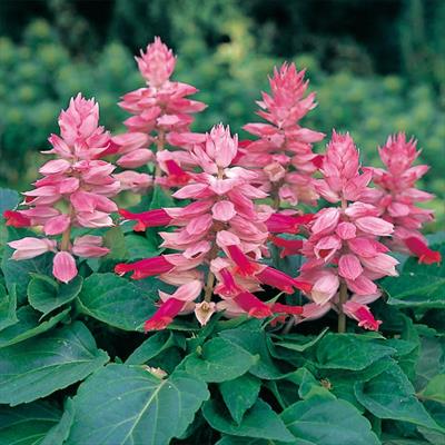 サルビア シズラー バーガンディーハロー