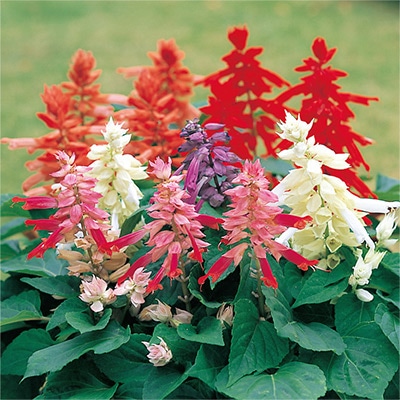 サルビア シズラー ミックス