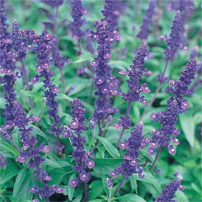 サルビア ファリナセア ビクトリア ブルー