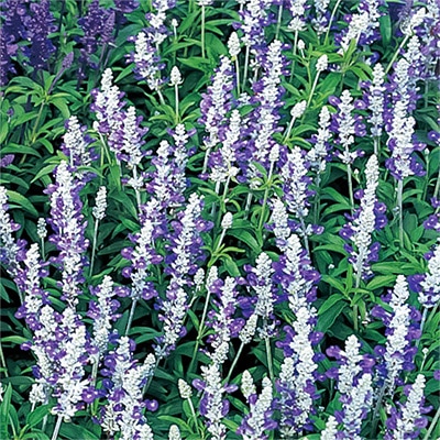 サルビア ファリナセア ストラータ