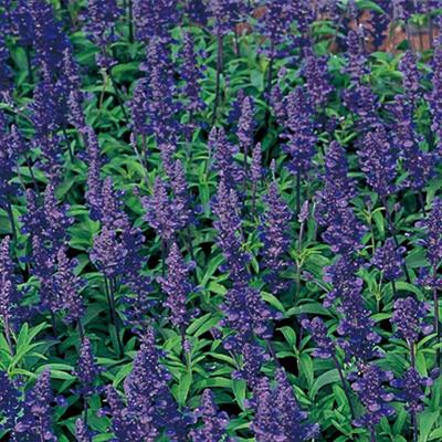 サルビア ファリナセア ナナ ディープブルー