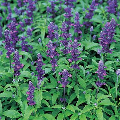 サルビア エボリューション バイオレット