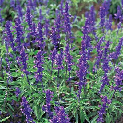 サルビア ビクトリア ブルー