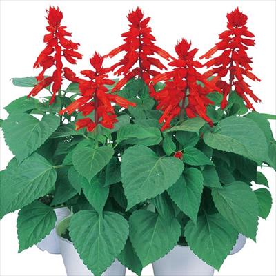 サルビア ビスタ レッド