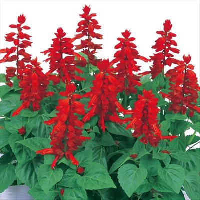 サルビア モハベ レッド