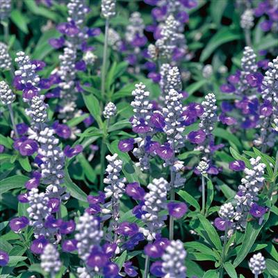 サルビア ストラータ