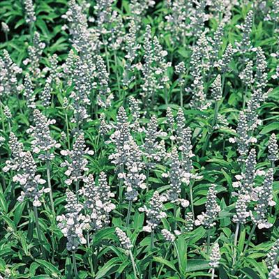 サルビア シリウス