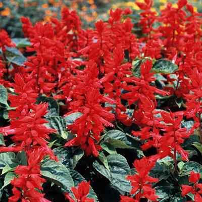 サルビア ボンファイアー サカタ特選種