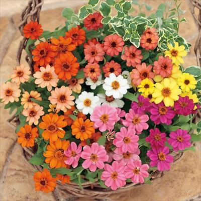 ジニア（百日草） プロフュージョン ミックス