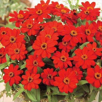 ジニア（百日草） プロフュージョン レッド