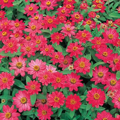 ジニア（百日草） プロフュージョン コーラルピンク